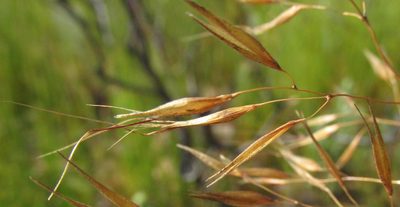 Pentameris aristidoides, photographed by douglaseustonbrown