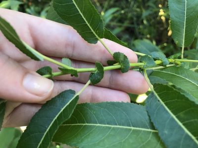 Salix eriocephala, photographed by Rae Bosley