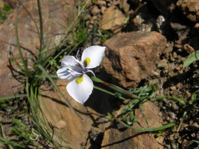 Moraea fergusoniae, photographed by Klaus Wehrlin