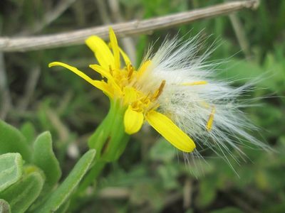 Senecio aloides, photographed by Caroline Voget