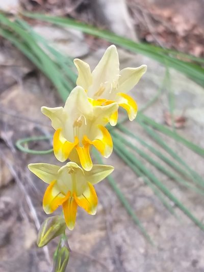 Freesia refracta, photographed by kevin koen
