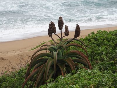 Aloe thraskii, photographed by Shaun Swanepoel