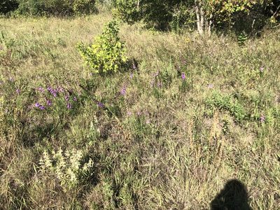 Liatris aspera, photographed by Mike B