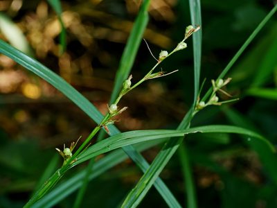 Scleria levis, photographed by Jacy Chen