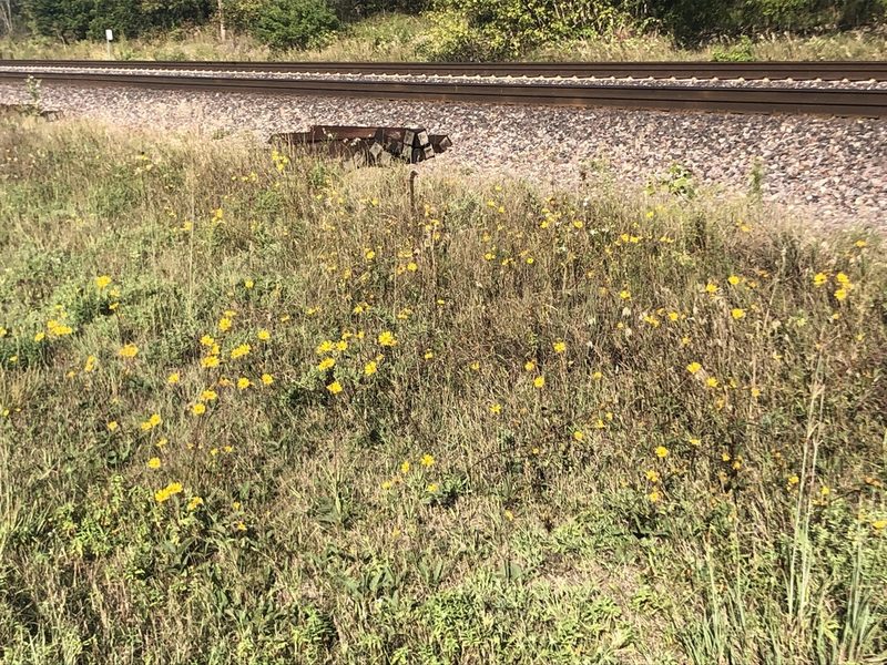 Helianthus occidentalis, photographed by Mike B
