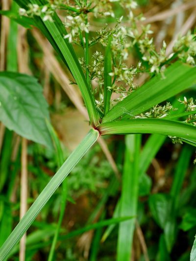 Cyperus diffusus, photographed by Jacy Chen