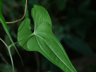 Dioscorea polystachya, photographed by Jacy Chen