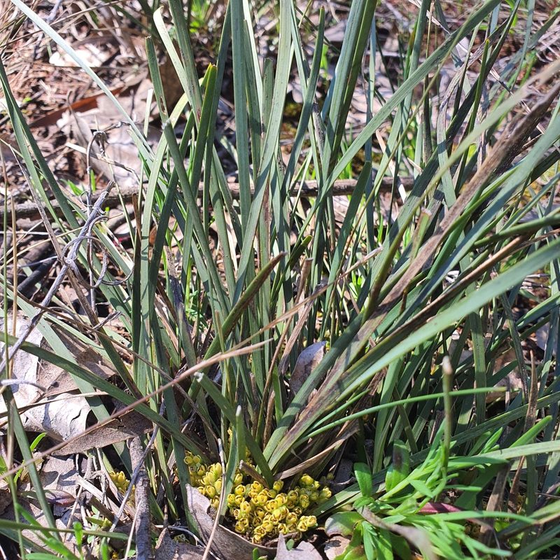 Lomandra bracteata, photographed by Claudia Schipp