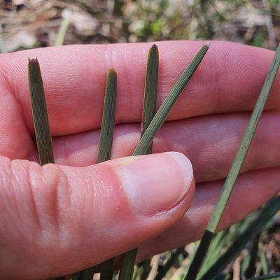 Lomandra bracteata, photographed by Claudia Schipp