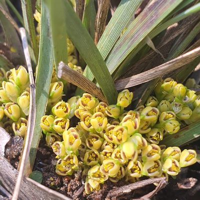 Lomandra bracteata, photographed by Claudia Schipp