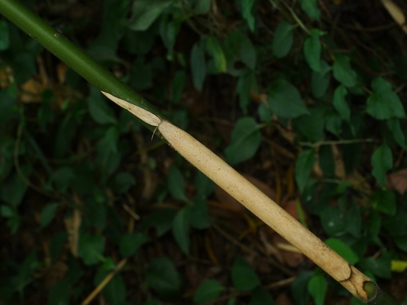 Gelidocalamus kunishii, photographed by Jacy Chen