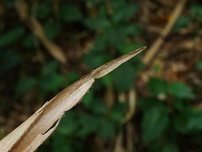 Gelidocalamus kunishii, photographed by Jacy Chen
