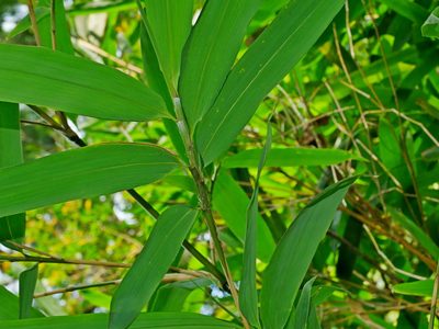 Gelidocalamus kunishii, photographed by Jacy Chen