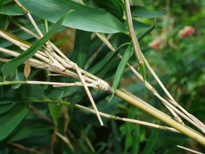 Gelidocalamus kunishii, photographed by Jacy Chen