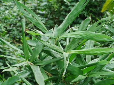 Gelidocalamus kunishii, photographed by Jacy Chen