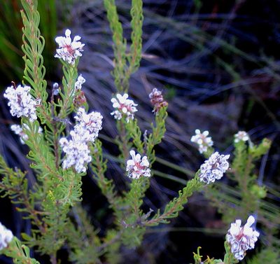 Spatalla barbigera, photographed by Di Turner