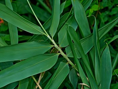Gelidocalamus kunishii, photographed by Jacy Chen