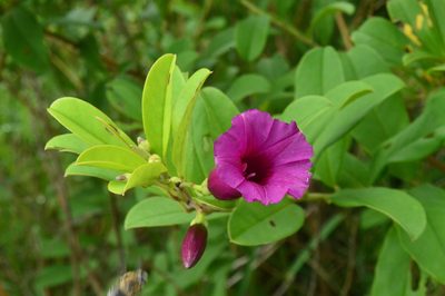 Argyreia cuneata, photographed by Karthik Thrikkadeeri