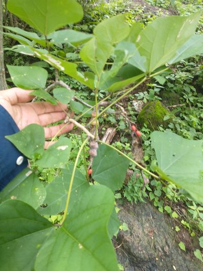 Erythrina lanata, photographed by Juan Cruzado Cortés