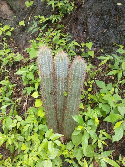 Pilosocereus purpusii, photographed by Juan Cruzado Cortés