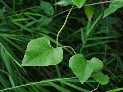 Aristolochia shimadae, photographed by Jacy Chen