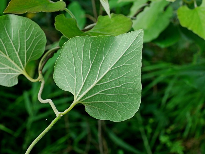 Aristolochia shimadae, photographed by Jacy Chen