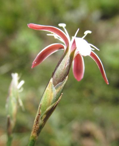Dianthus holopetalus, photographed by douglaseustonbrown
