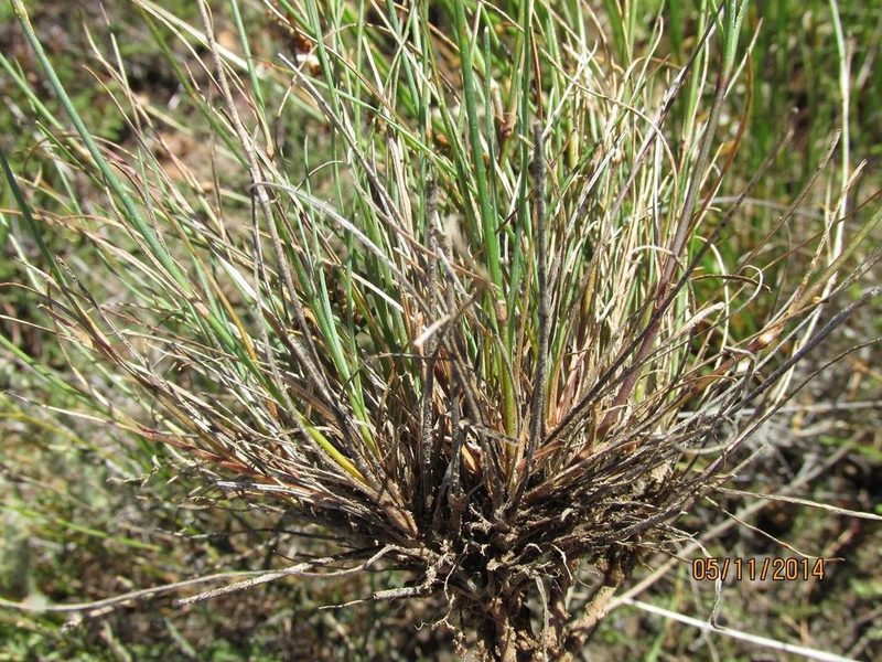 Dianthus holopetalus, photographed by douglaseustonbrown
