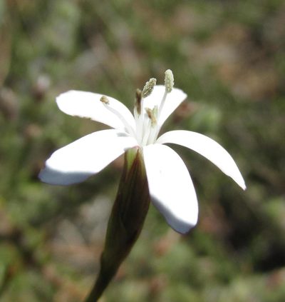 Dianthus holopetalus, photographed by douglaseustonbrown
