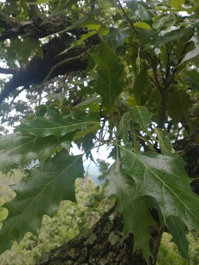 Quercus albocincta, photographed by Juan Cruzado Cortés