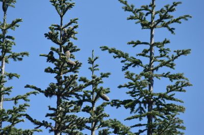 Abies lasiocarpa, photographed by David Anderson