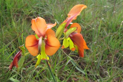 Gladiolus alatus, photographed by James Deacon