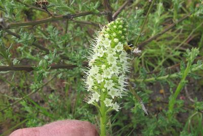 Echiostachys incanus, photographed by James Deacon