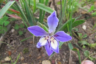 Babiana ambigua, photographed by James Deacon