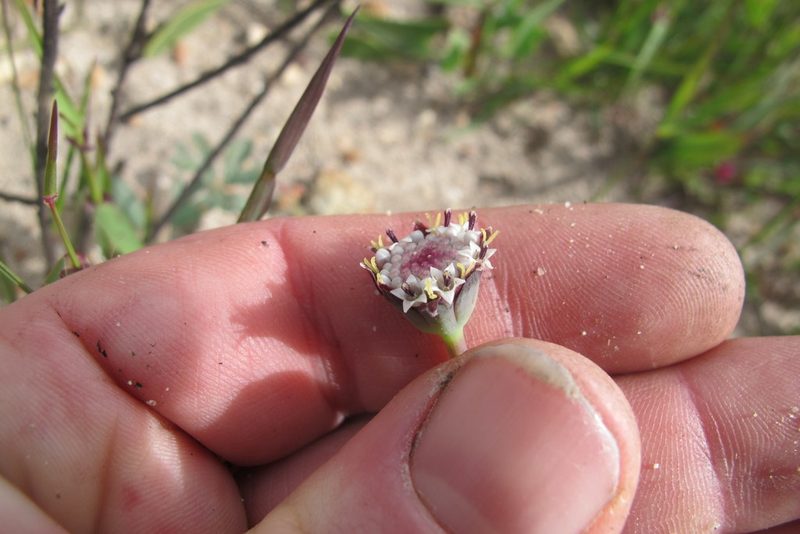 Othonna digitata, photographed by James Deacon