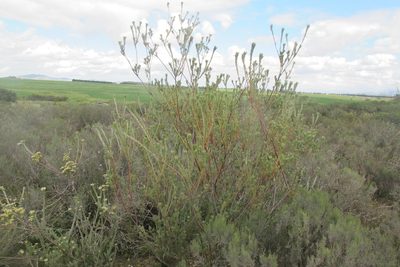 Leucadendron verticillatum, photographed by James Deacon