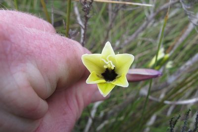 Gladiolus trichonemifolius, photographed by James Deacon