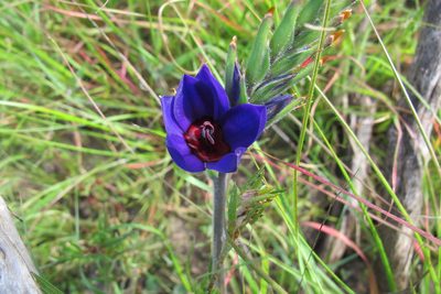 Babiana regia, photographed by James Deacon