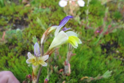 Sparaxis villosa, photographed by James Deacon