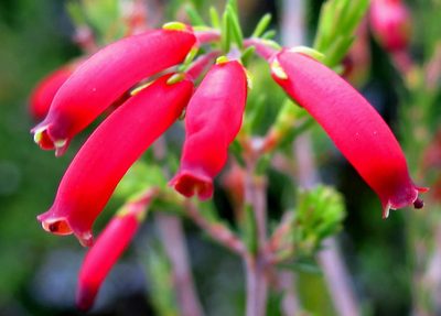 Erica chloroloma, photographed by Di Turner