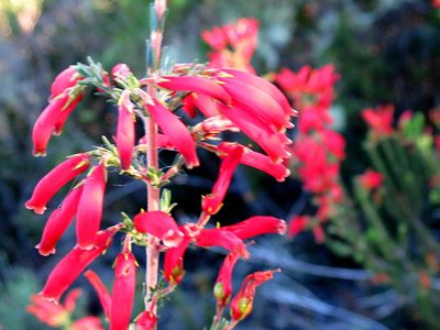 Erica chloroloma, photographed by Di Turner