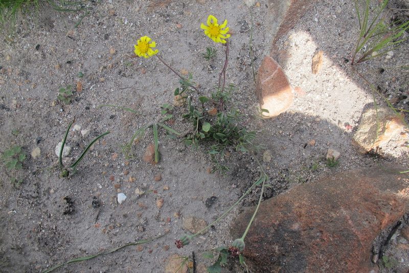 Othonna pinnata, photographed by James Deacon