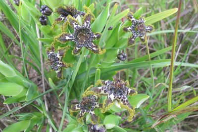 Ferraria crispa, photographed by James Deacon