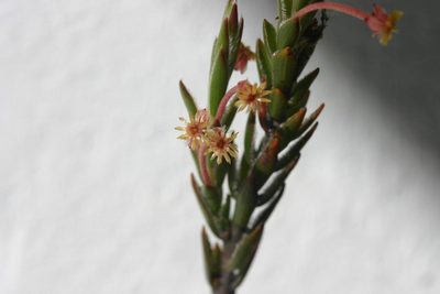 Struthiola garciana, photographed by jillblignaut