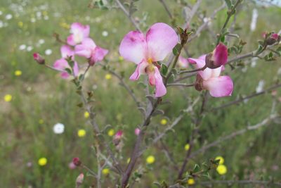 Podalyria microphylla, photographed by James Deacon