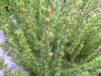 Cliffortia densa, photographed by jillblignaut