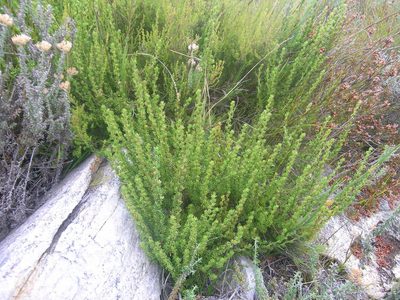 Cliffortia densa, photographed by jillblignaut