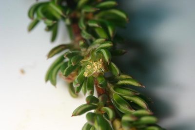 Cliffortia densa, photographed by jillblignaut