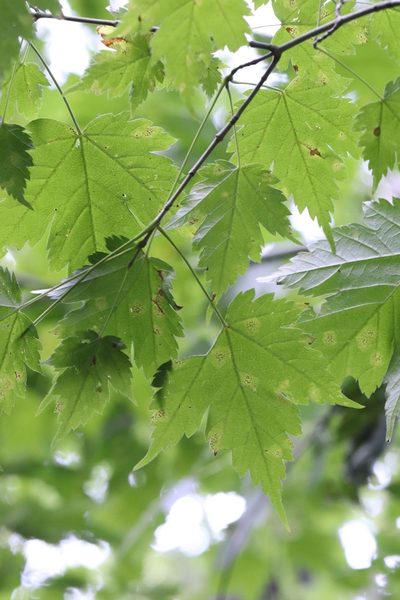 Acer barbinerve, photographed by Nina Filippova
