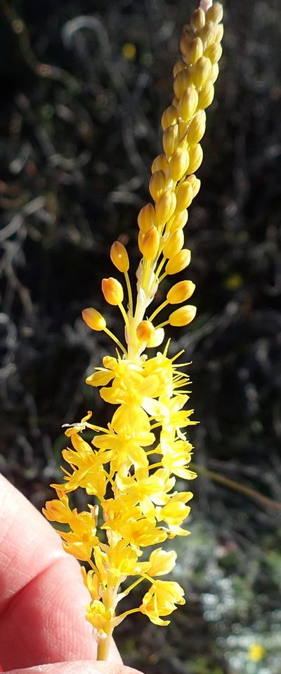 Bulbinella punctulata, photographed by Nicola van Berkel